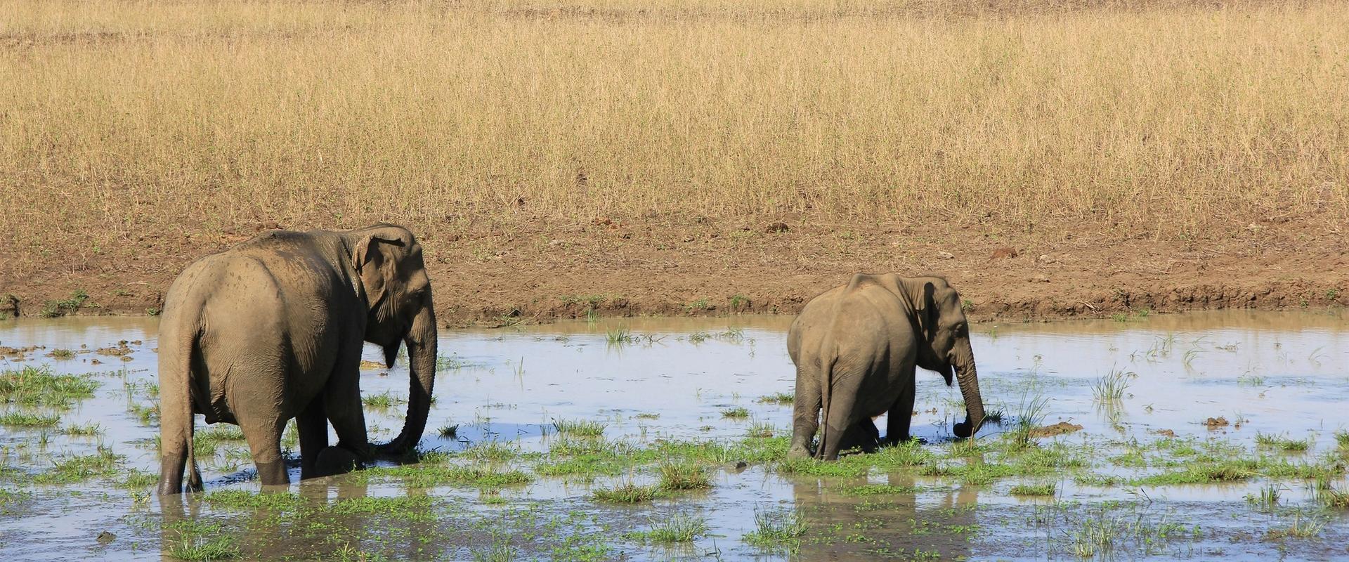 Wild elephants wading through a waterhole in Yala National Park, Sri Lanka