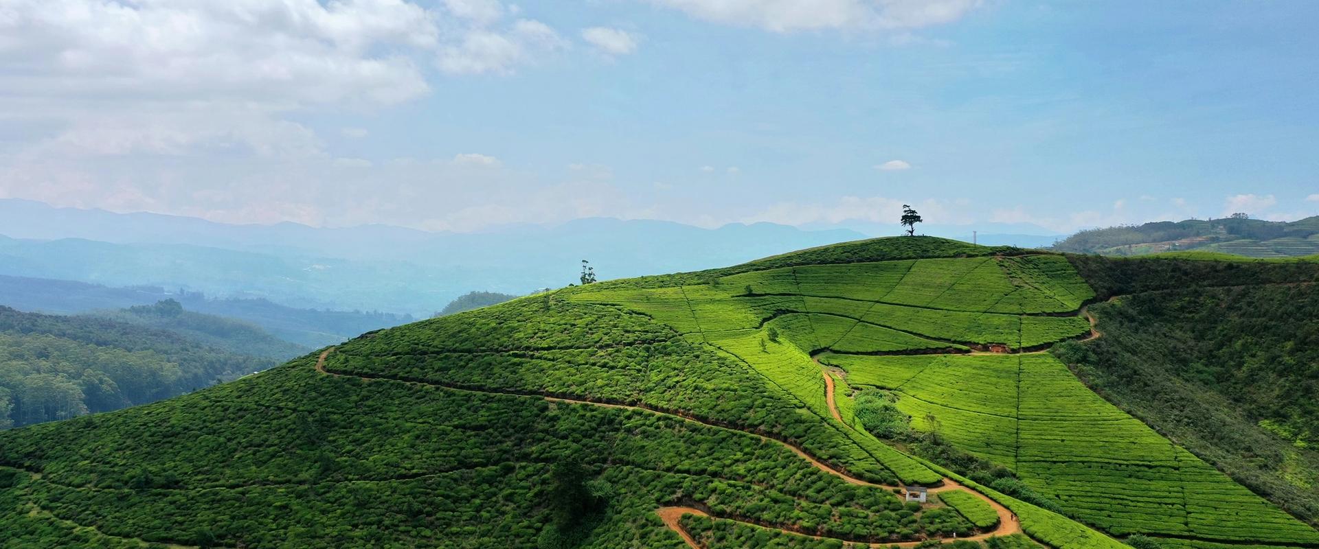 Aerial view of lush green tea plantation terraces on rolling hills with winding dirt paths, Sri Lanka hill country