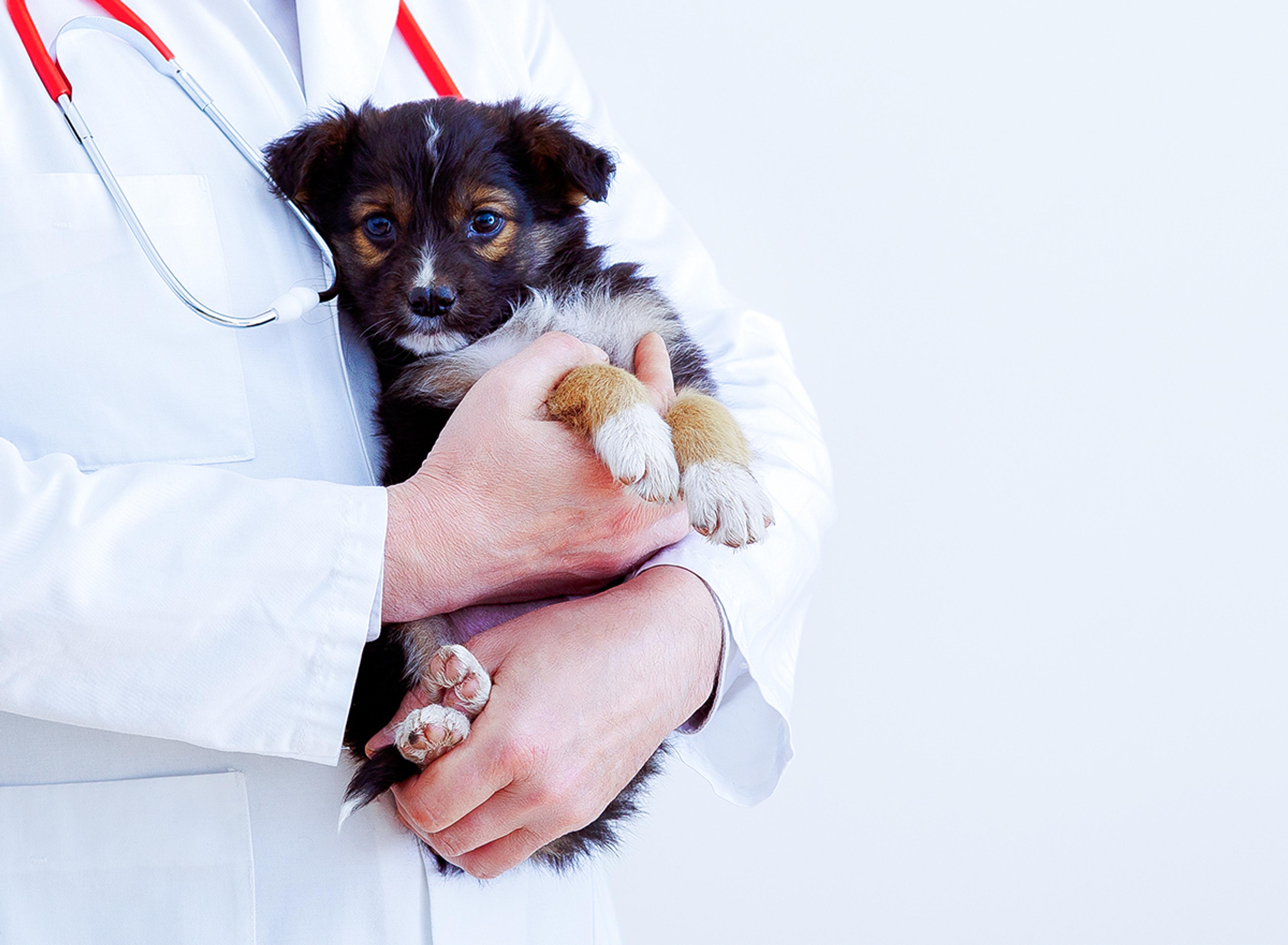 Veterinarian in a white coat with a stethoscope holding a small puppy against a light background.