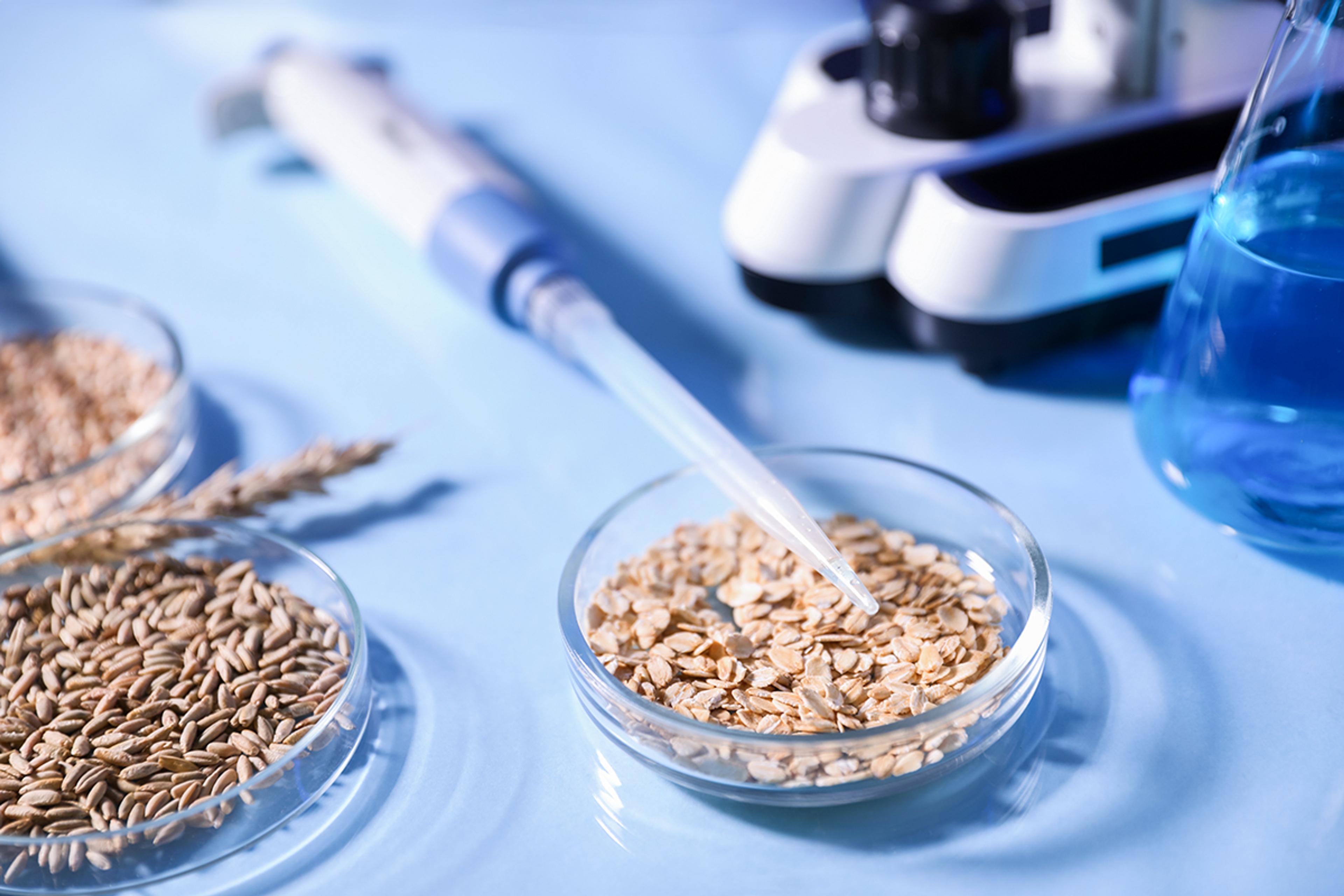 Close-up of grain and cereal samples in laboratory petri dishes beside a pipette, microscope, and blue liquid-filled flask, illustrating agricultural, food science, or crop testing research in a laboratory setting.