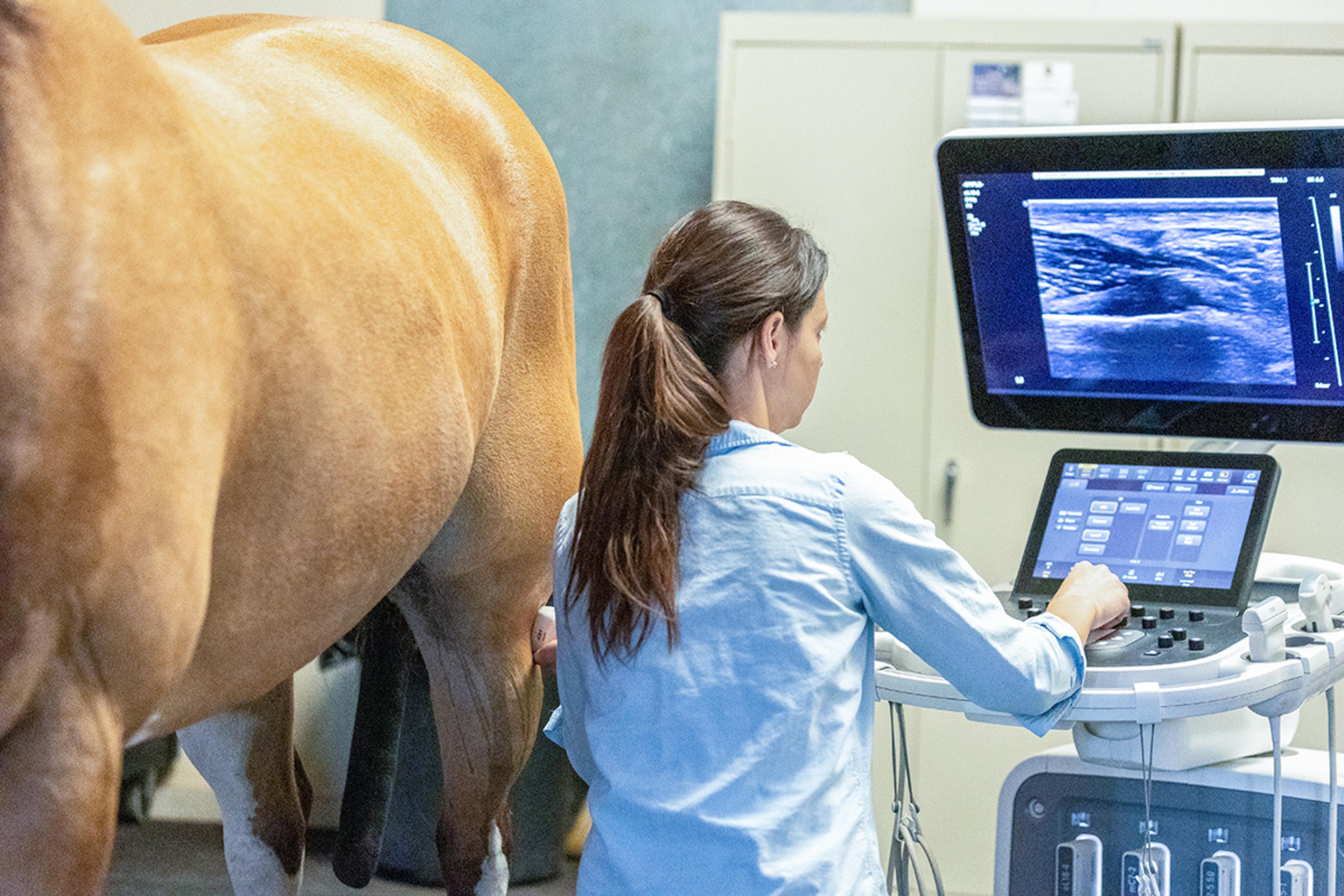 Veterinary clinician performing an ultrasound examination on a horse, operating the imaging system while the animal stands beside the scanner, with the ultrasound image displayed on the monitor in an equine clinical setting.