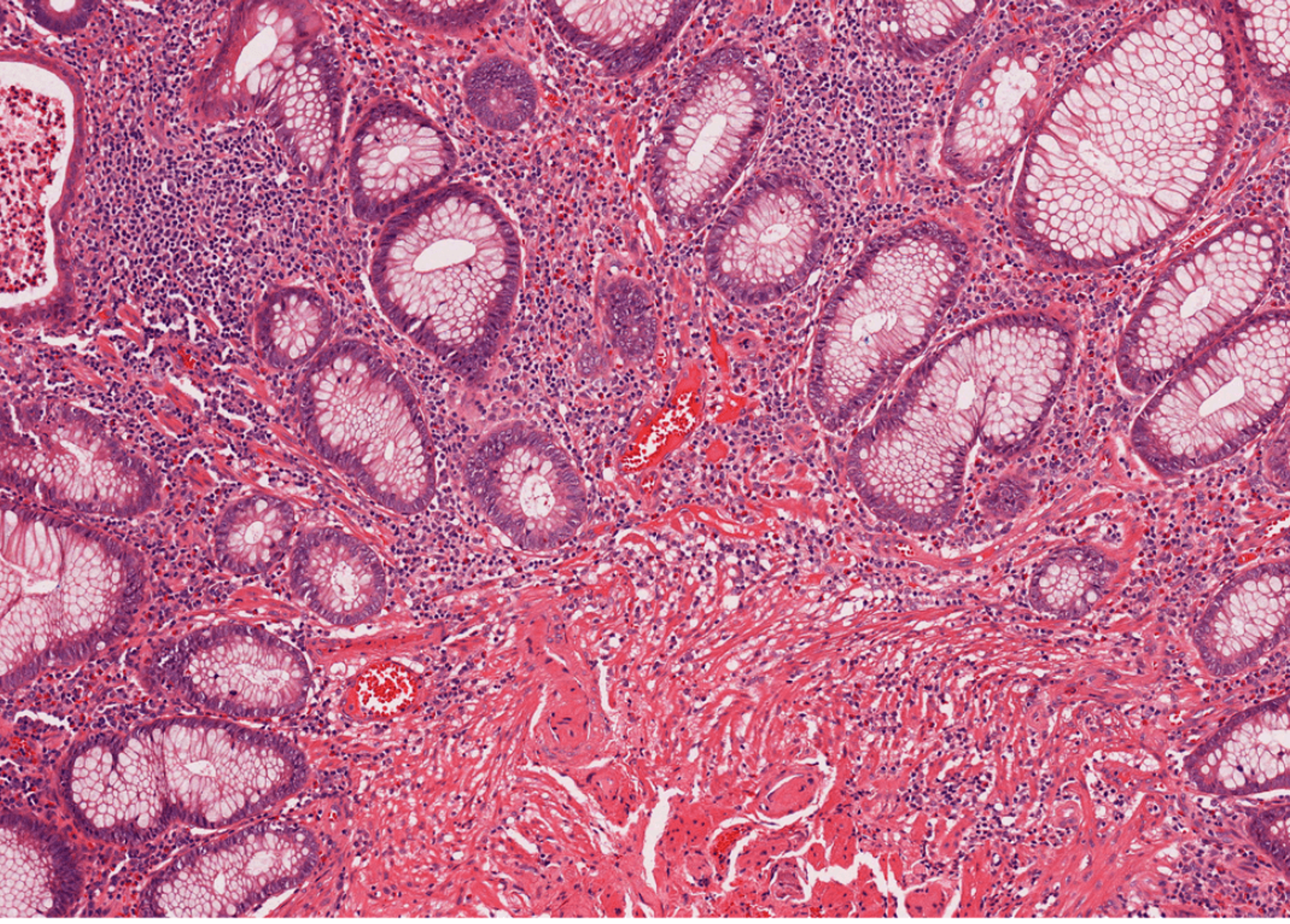 Microscopy image: Cells under a microscope