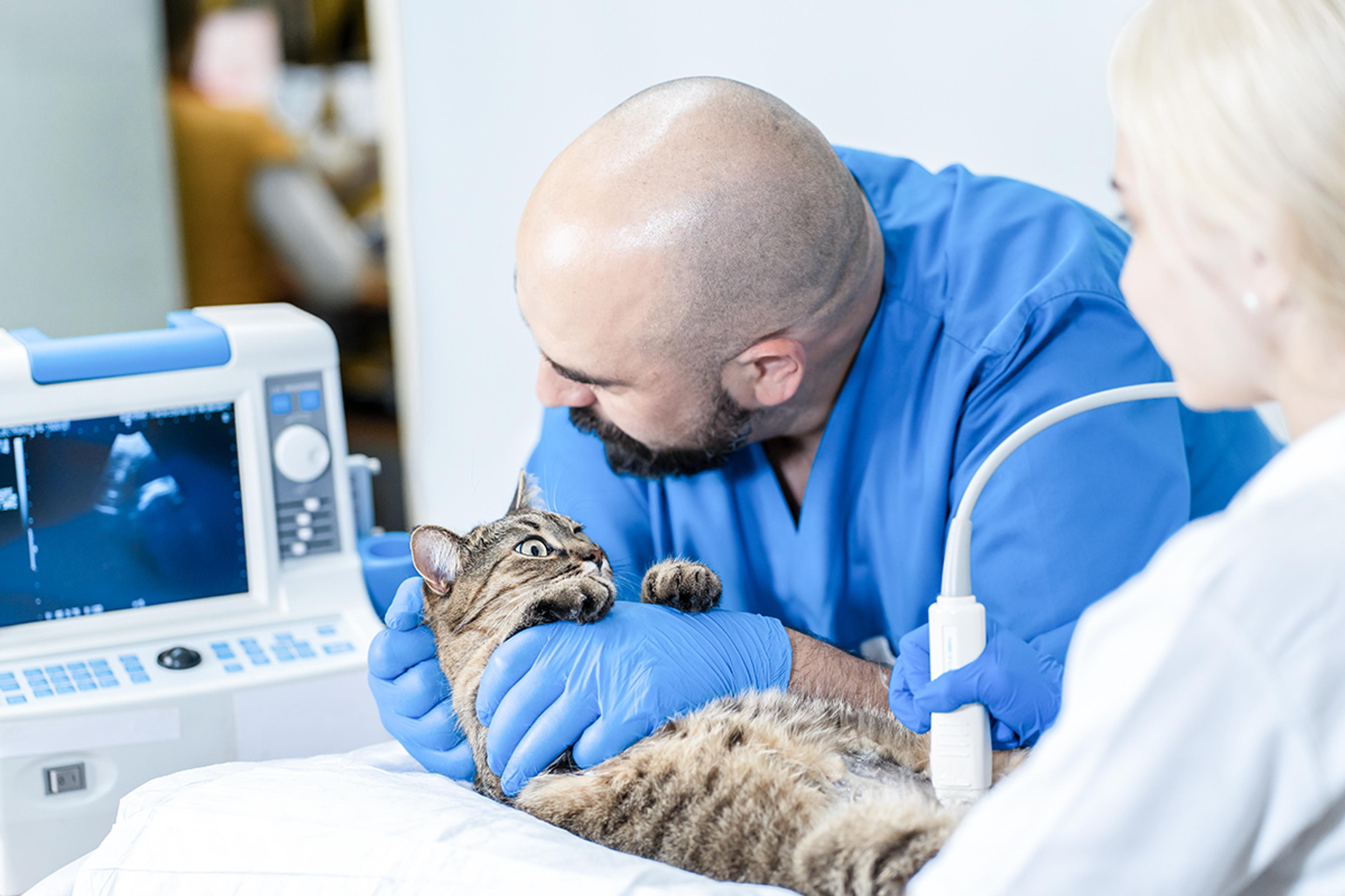 Veterinarian in blue scrubs and gloves performing an ultrasound scan on a tabby cat, with the ultrasound monitor in the background.