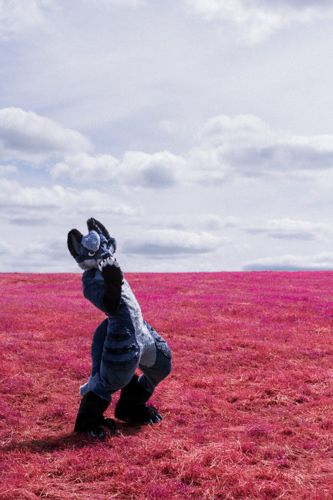 A photo of furry Zaff the fox with infrared colour grading