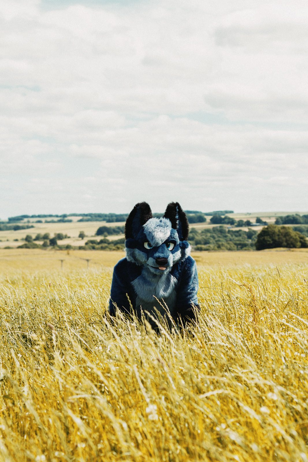 A photo of furry Zaff the fox in a field