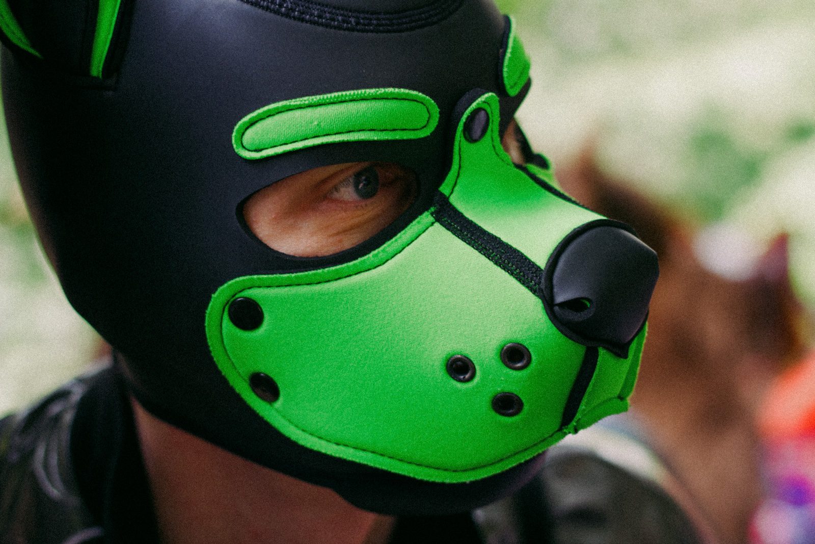 An photo of pup Kyro