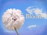 Bloom