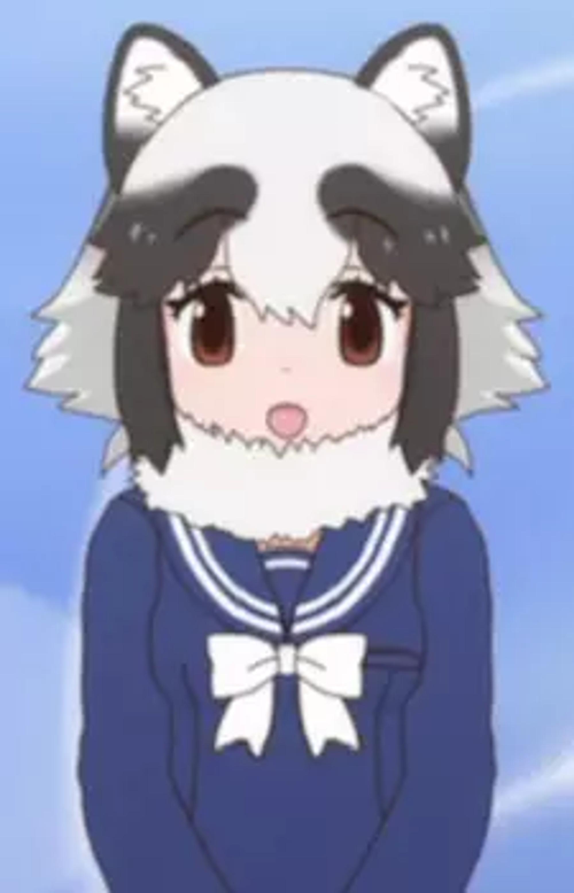 Raccoon Dog