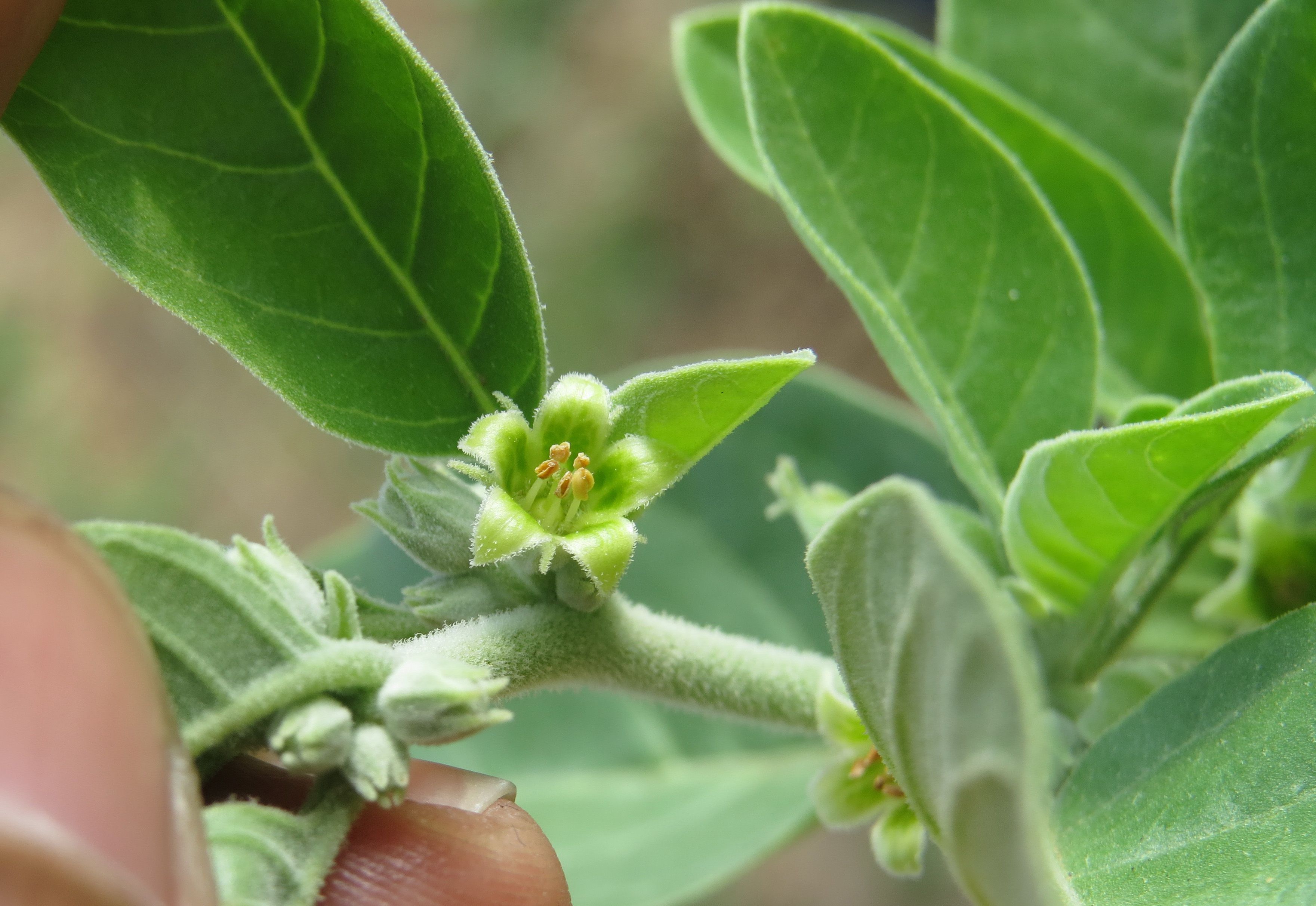 Leaves and fruit of a Withania somnifera plant.