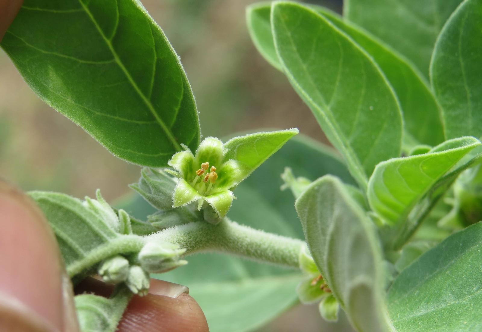 Leaves and fruit of a Withania somnifera plant.