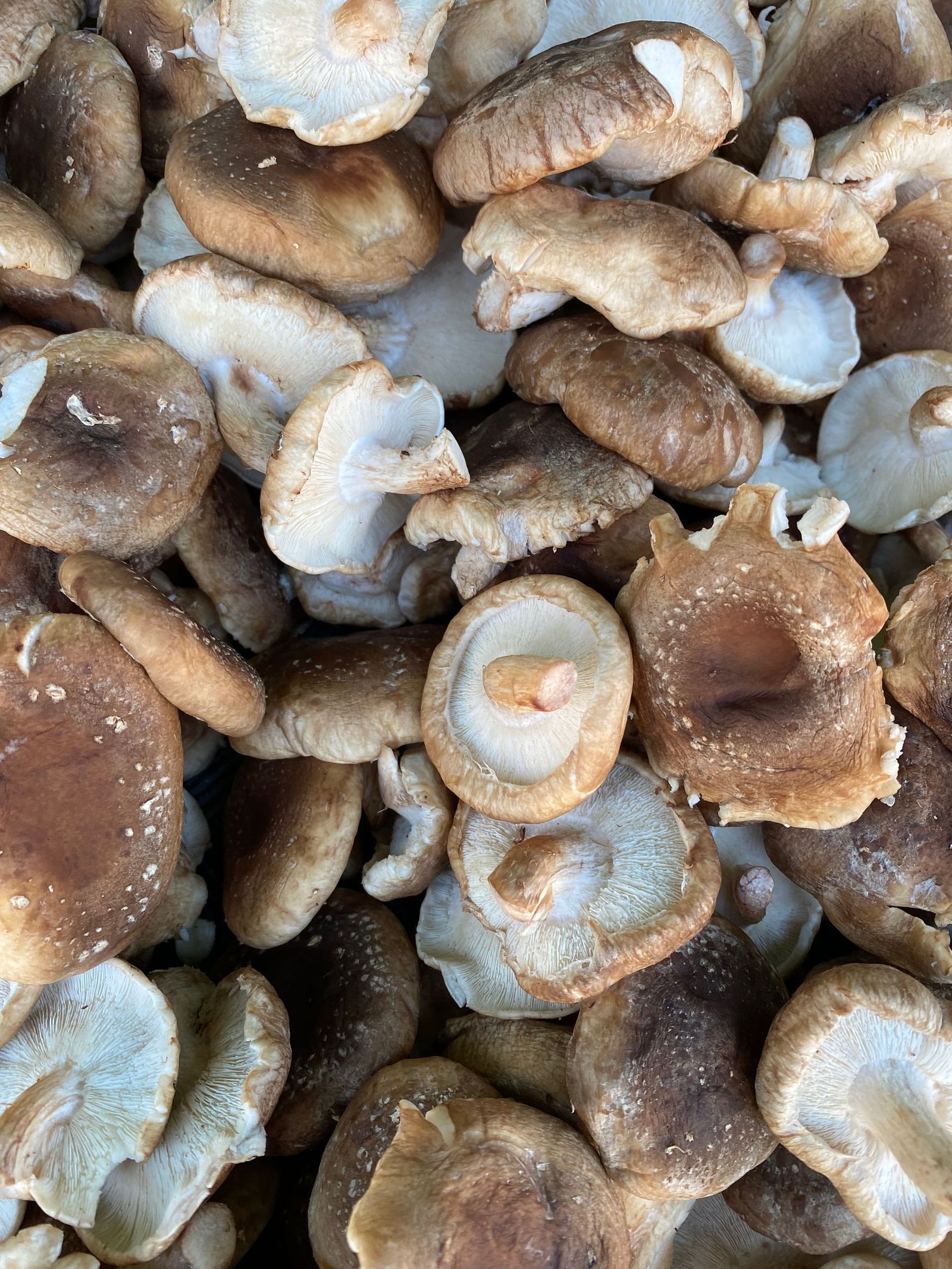 A close view of shiitake mushrooms.