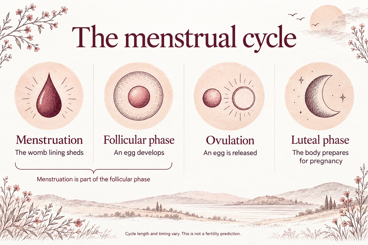 Menstruation sheds the womb lining; an egg develops in the follicular phase, is released at ovulation, and the luteal phase follows. Menstruation is part of the follicular phase. Timing varies.