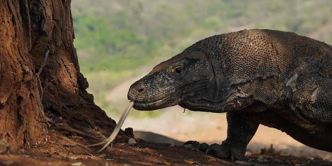 Chasing Dragons and Dreams in Komodo National Park