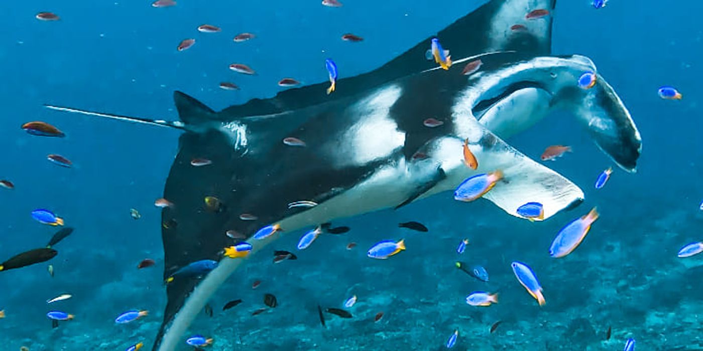 Where the Ocean Breathes: Diving into Labuan Bajo’s Underwater World
