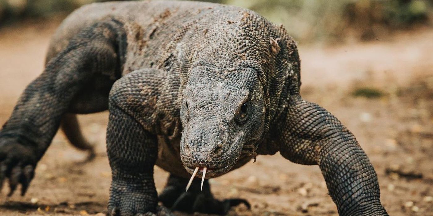Tracing the Ancient Footsteps of the Komodo Dragon
