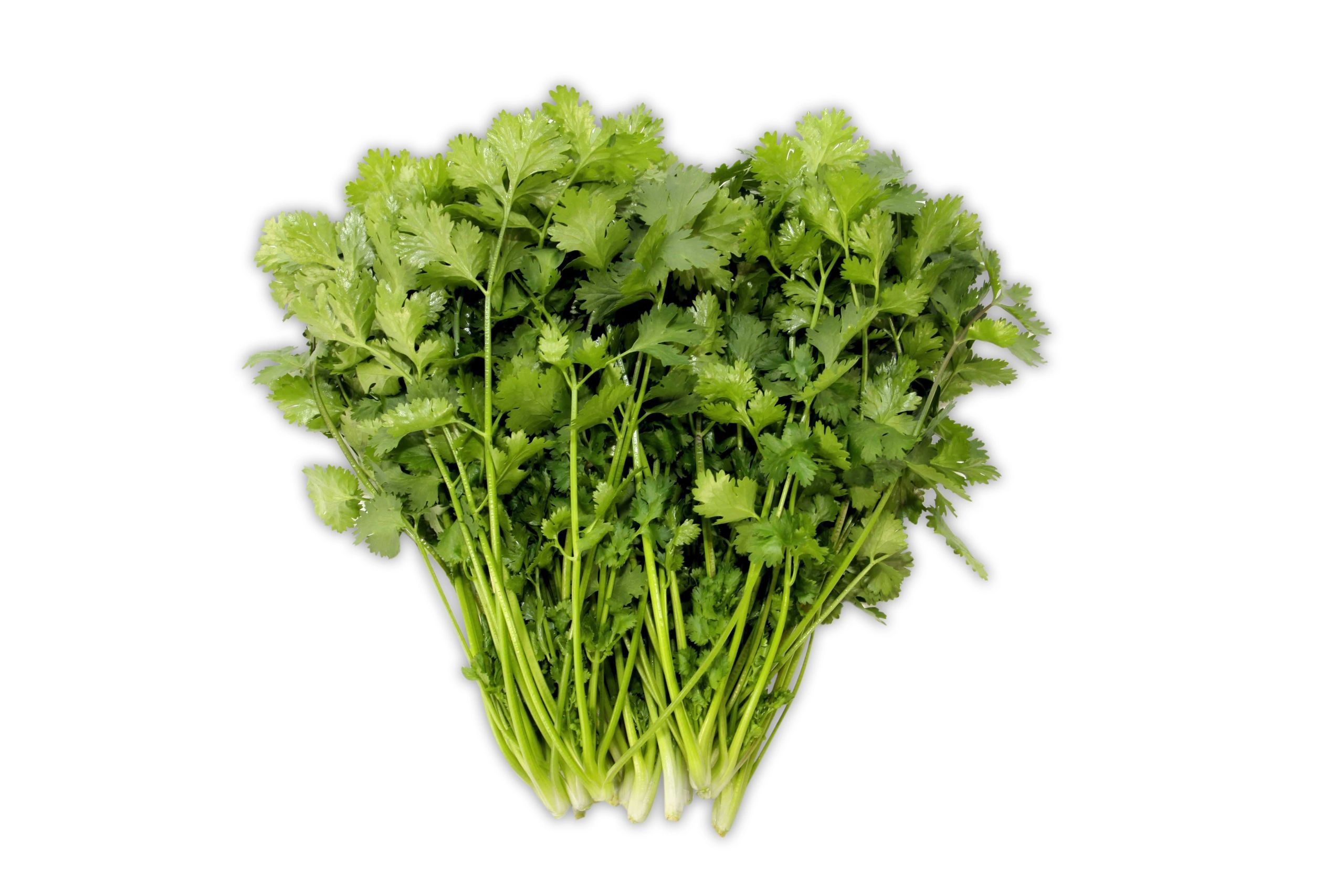 Chinese Parsley (Cilantro)