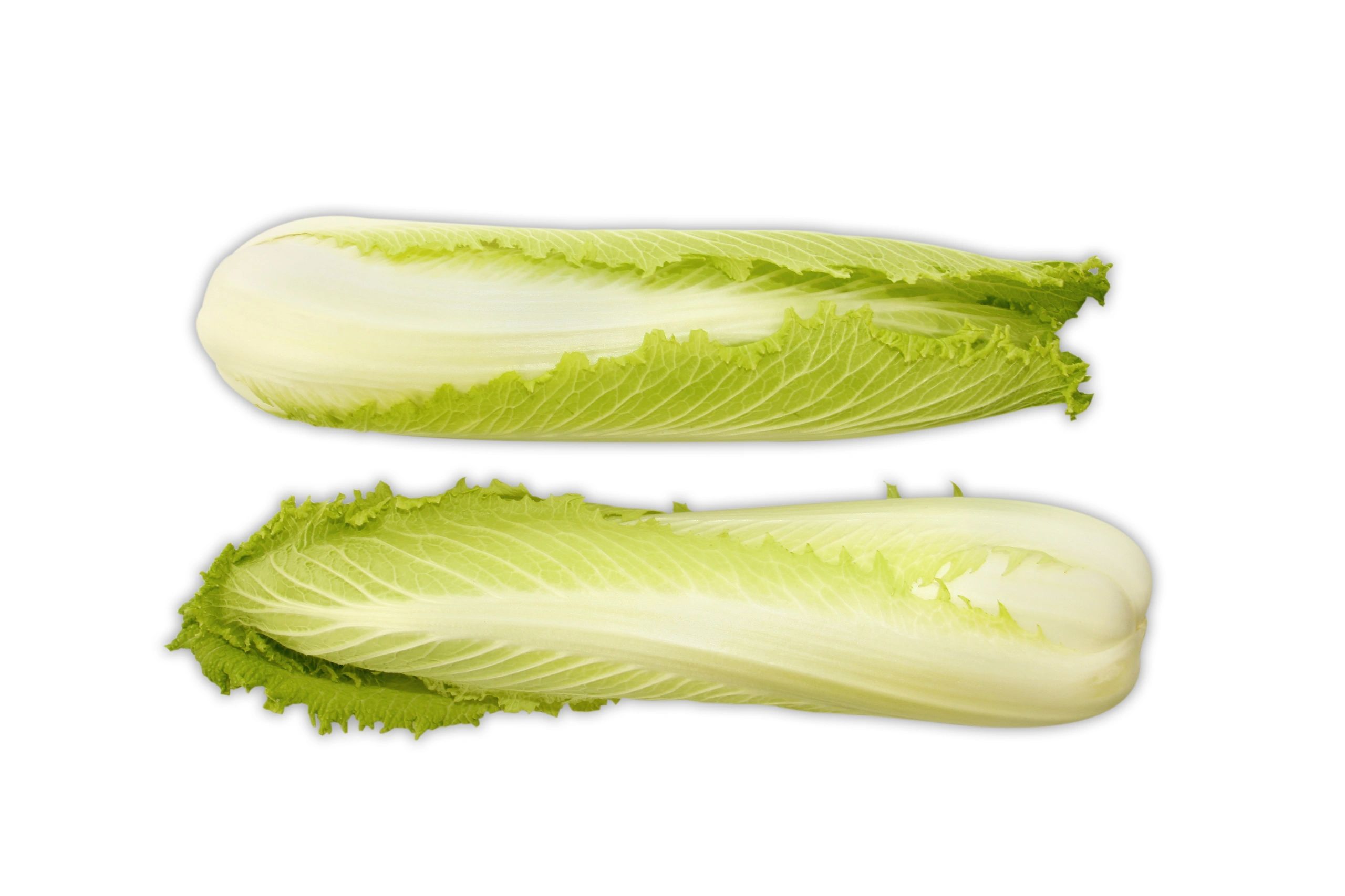 Long Nappa Cabbage