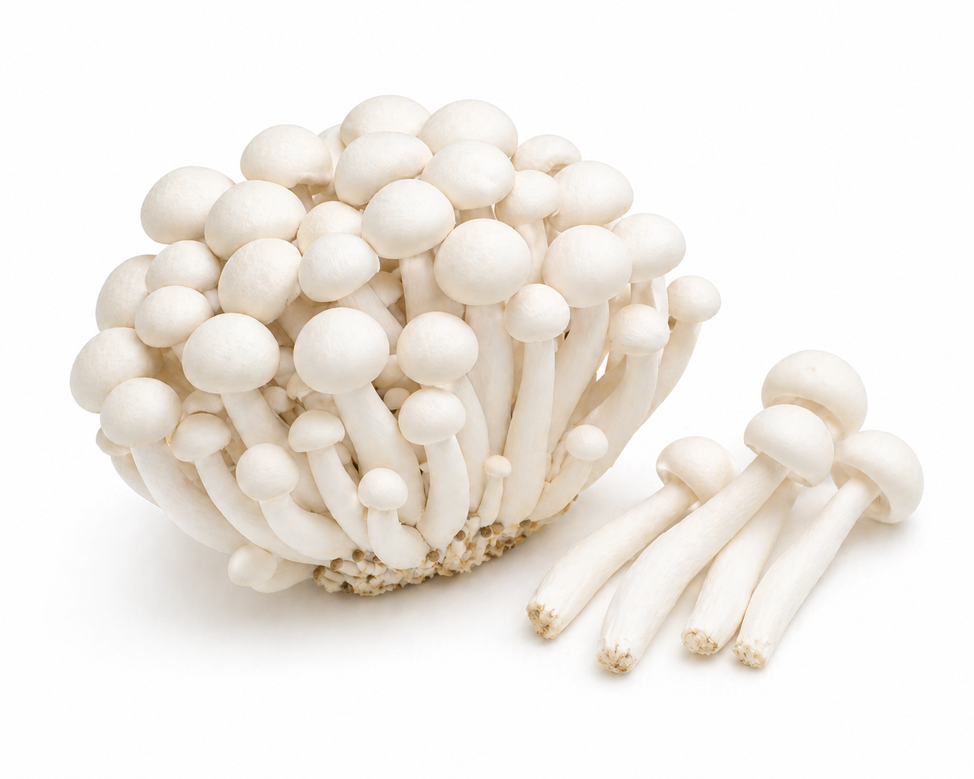 White Shimeji Mushroom