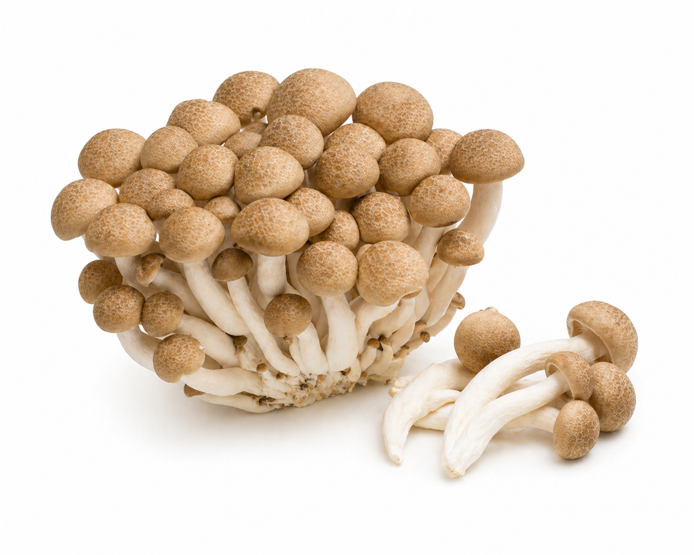 Brown Shimeji Mushroom