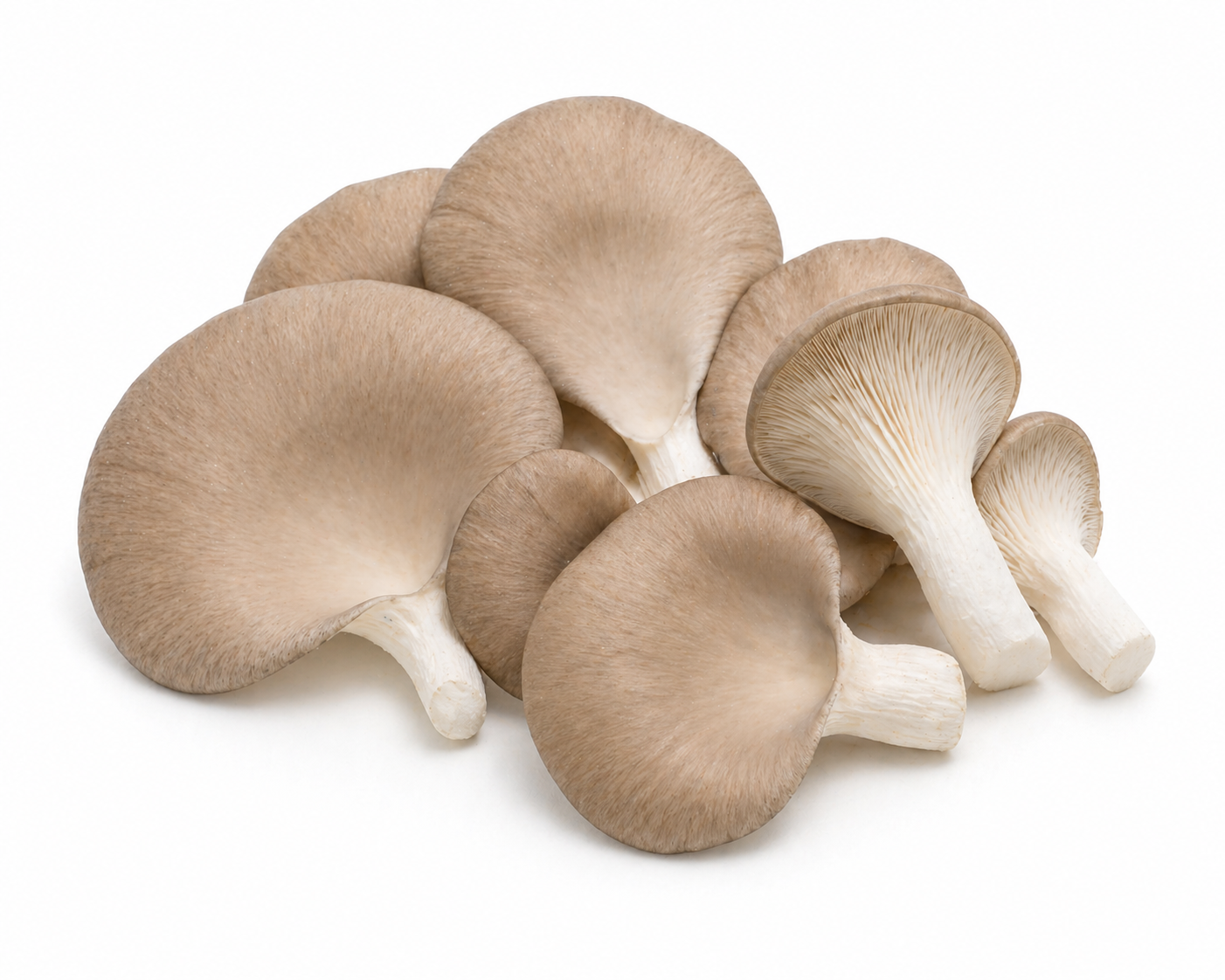 Oyster Mushroom