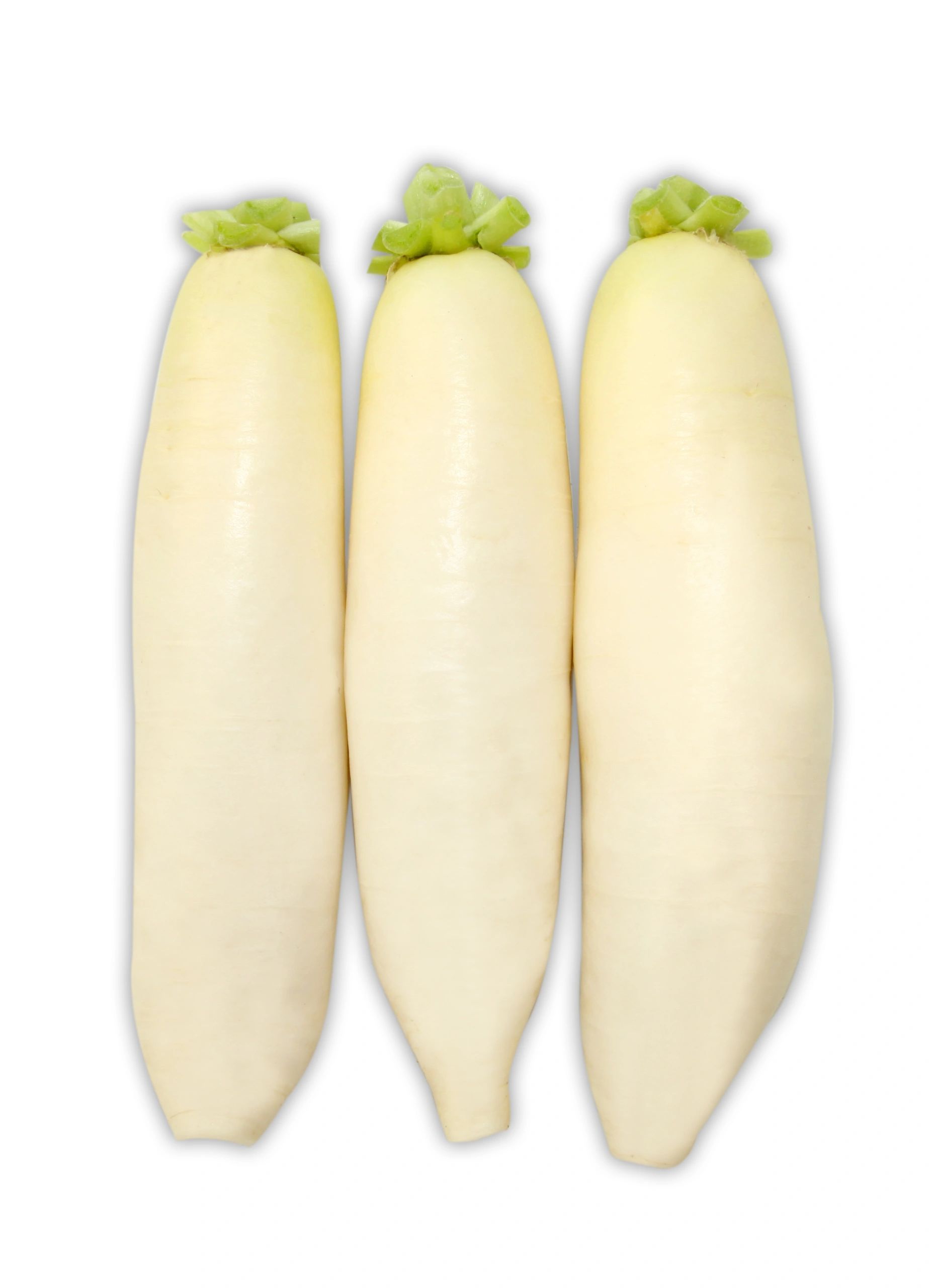White Radish