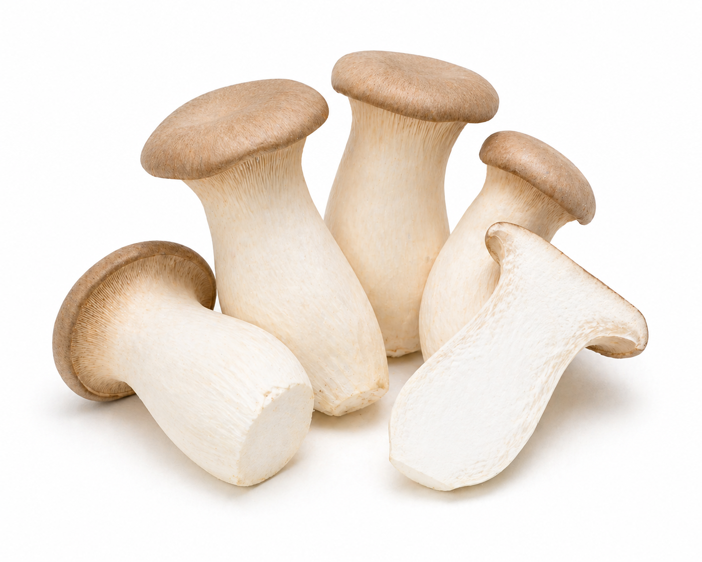King Oyster Mushroom
