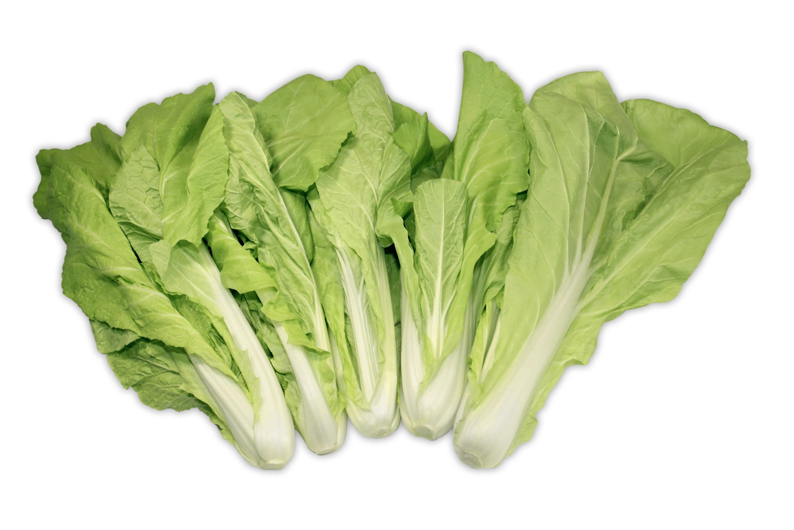 Taiwan Bok Choy