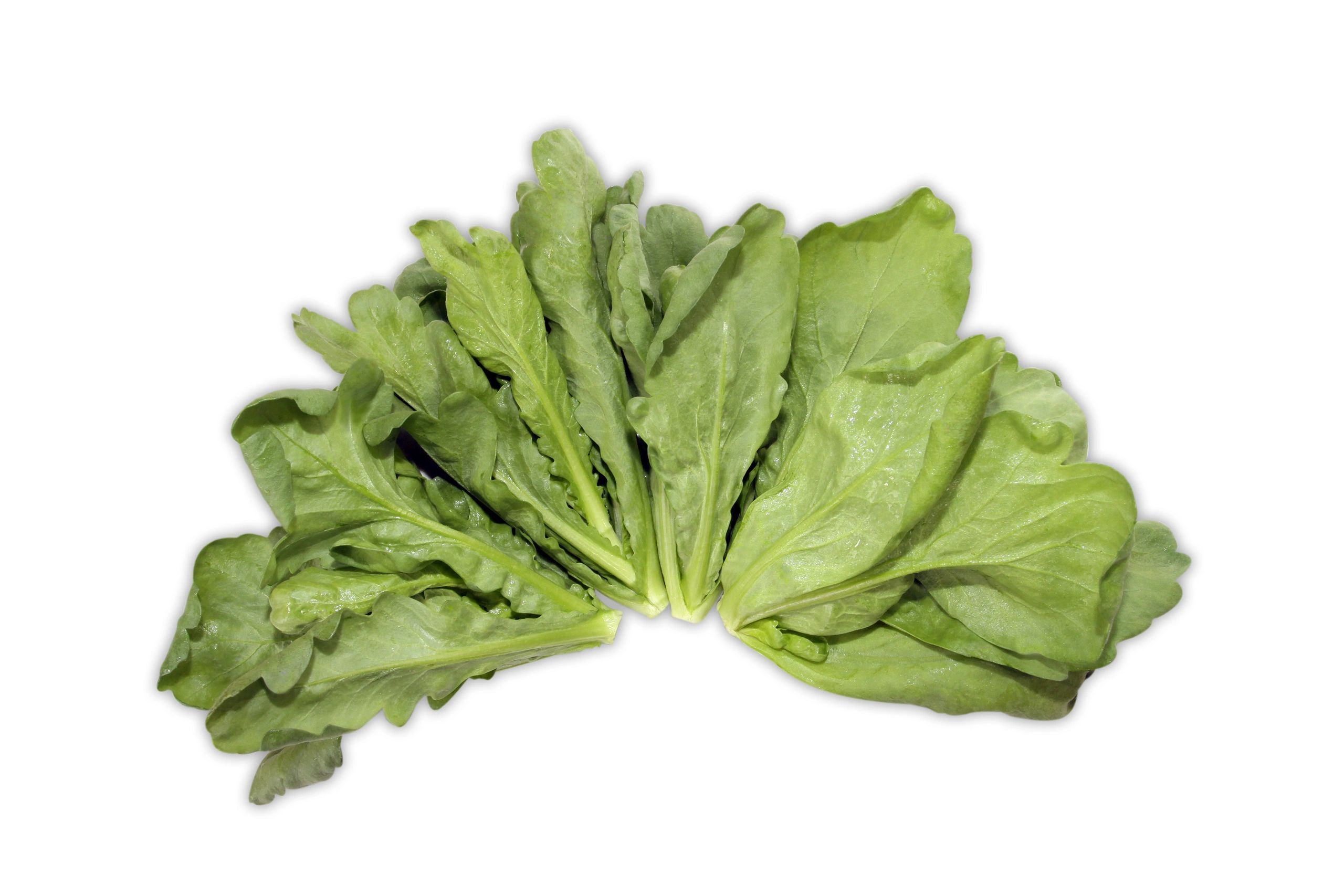 Big Leaf Thon O
