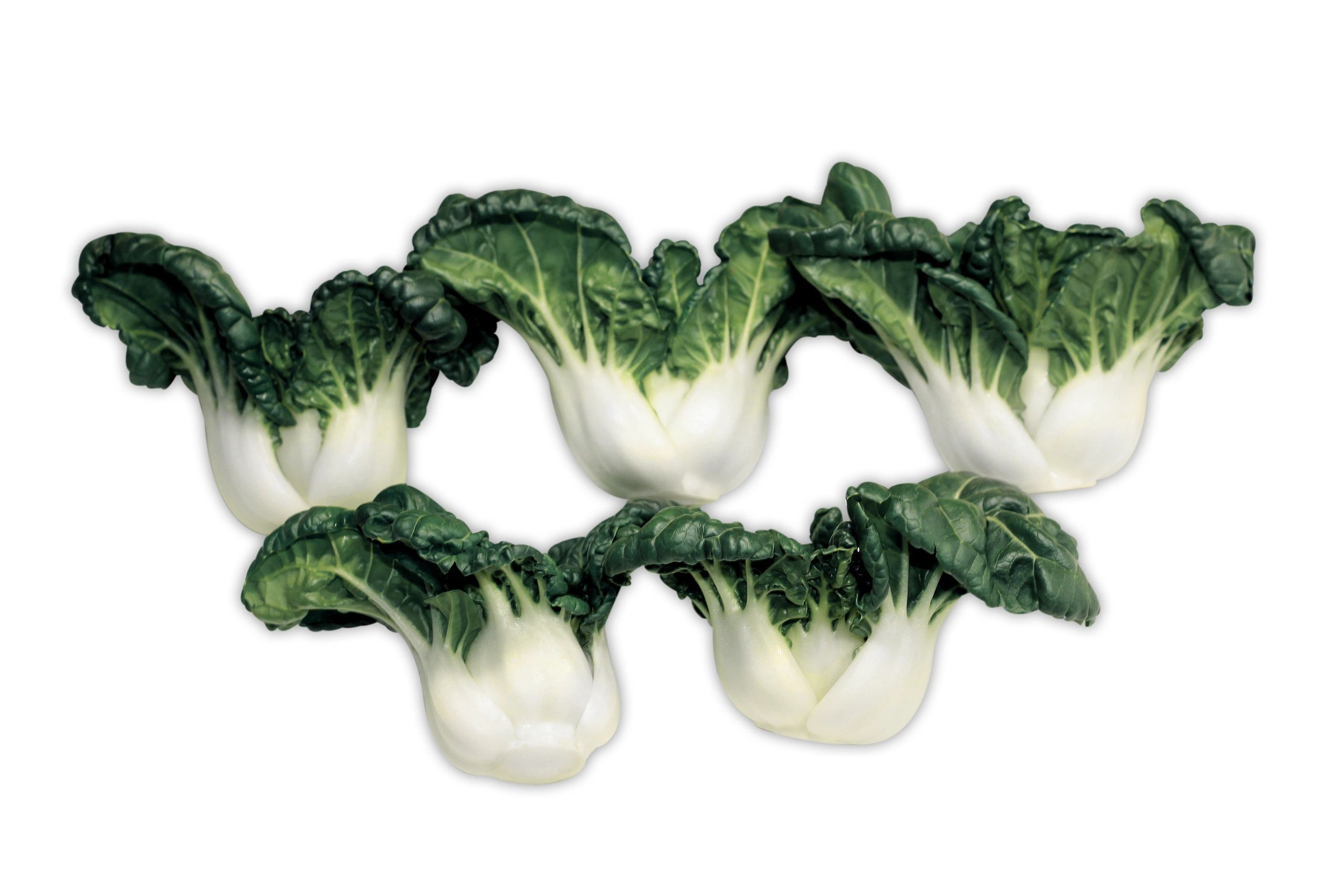 Baby Bok Choy Jr