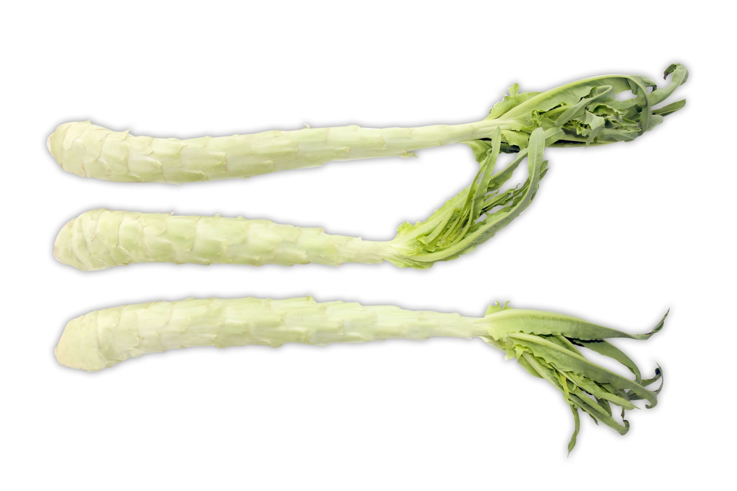 A Choy Stem