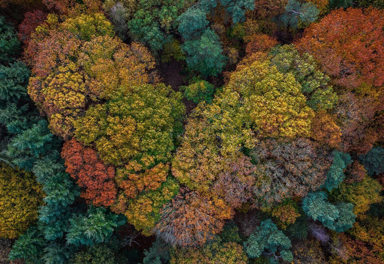 Een kleurrijk bos van boven