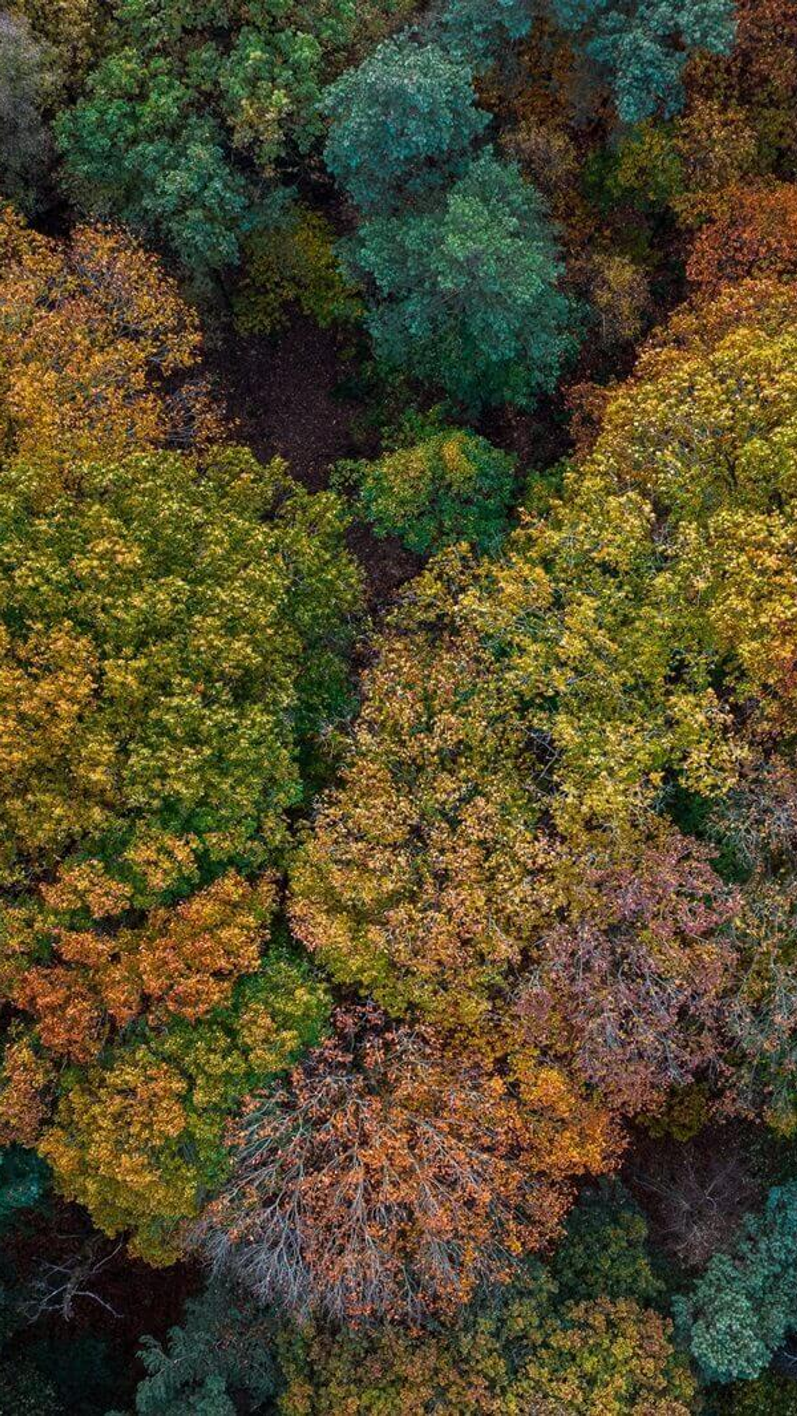 Een kleurrijk bos van boven