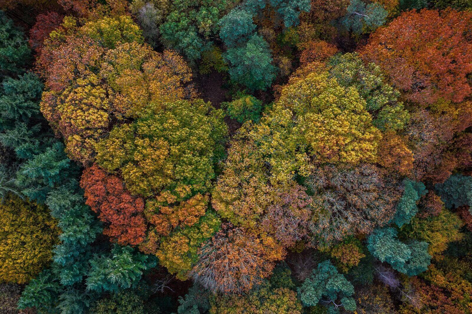 Een kleurrijk bos van boven
