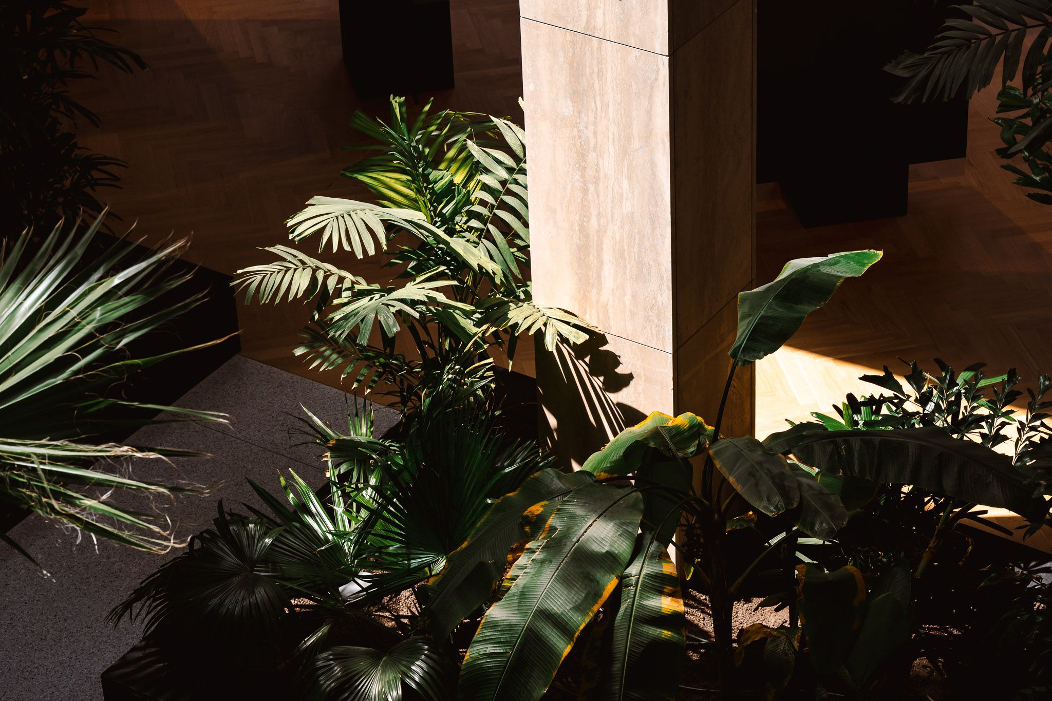 Planten onder zonlicht en voor een paal
