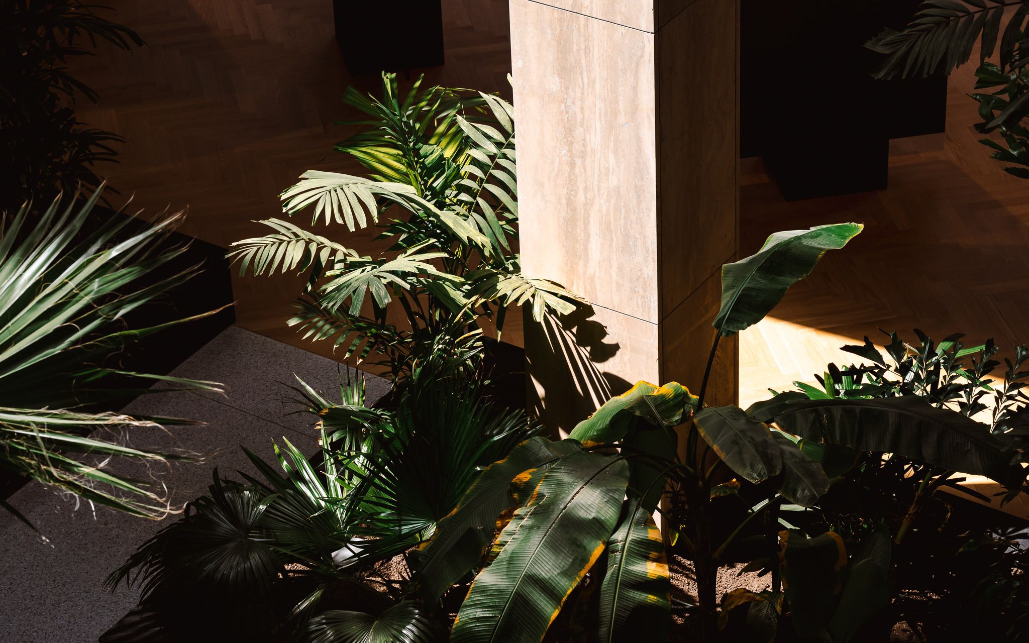 Planten onder zonlicht en voor een paal