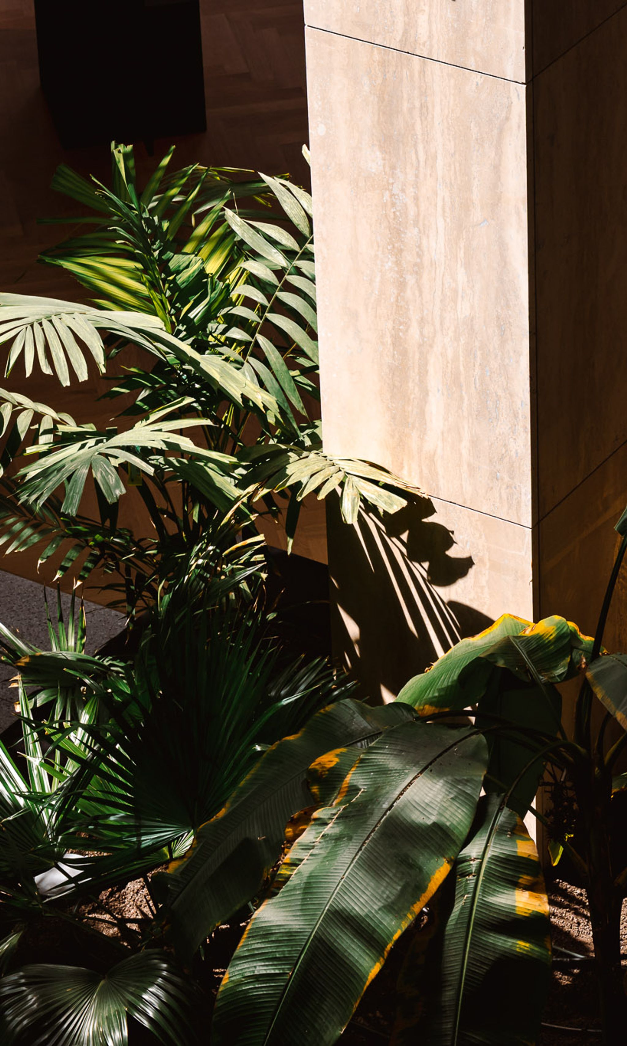 Planten onder zonlicht en voor een paal