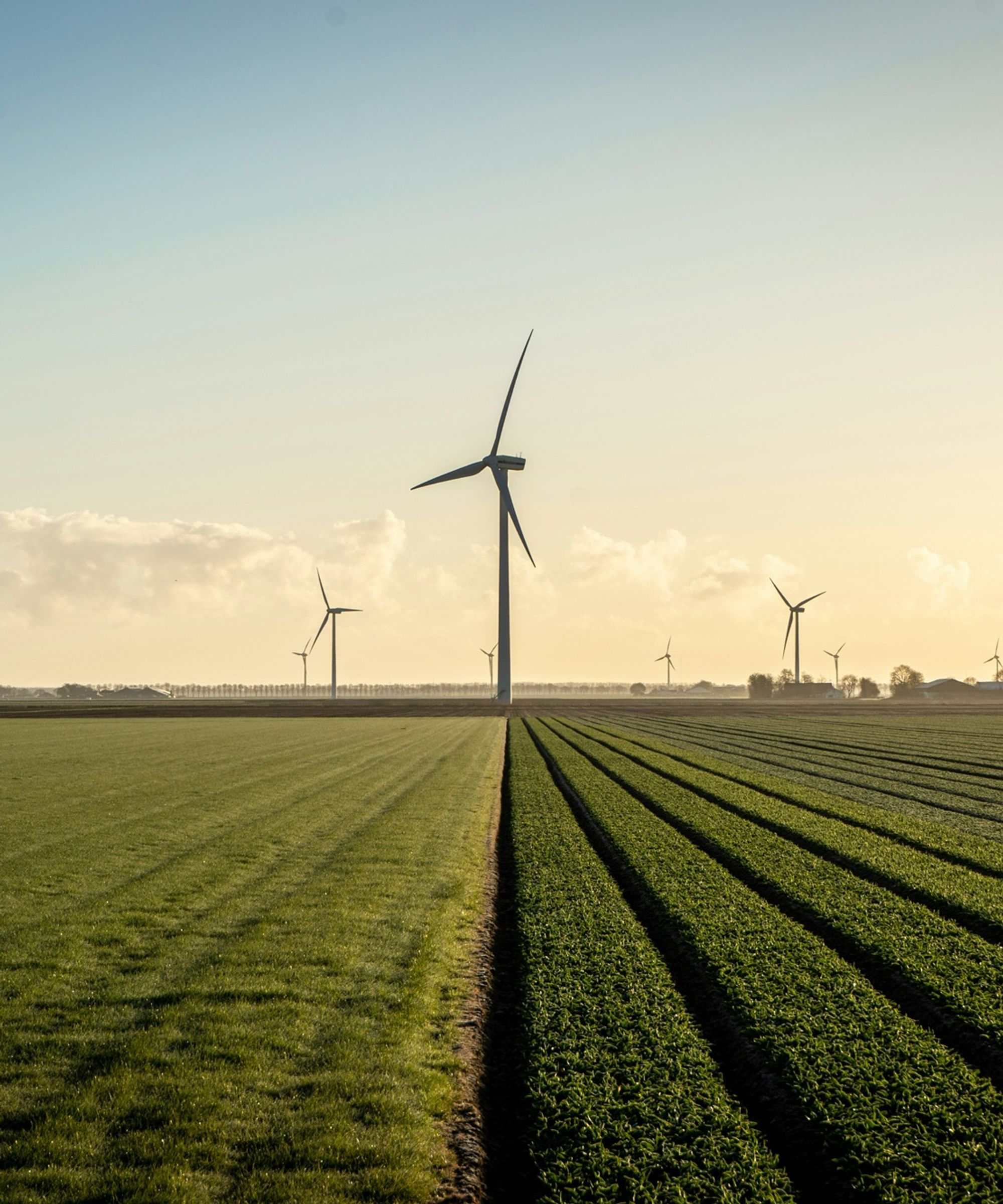 Windmolens in een weiland