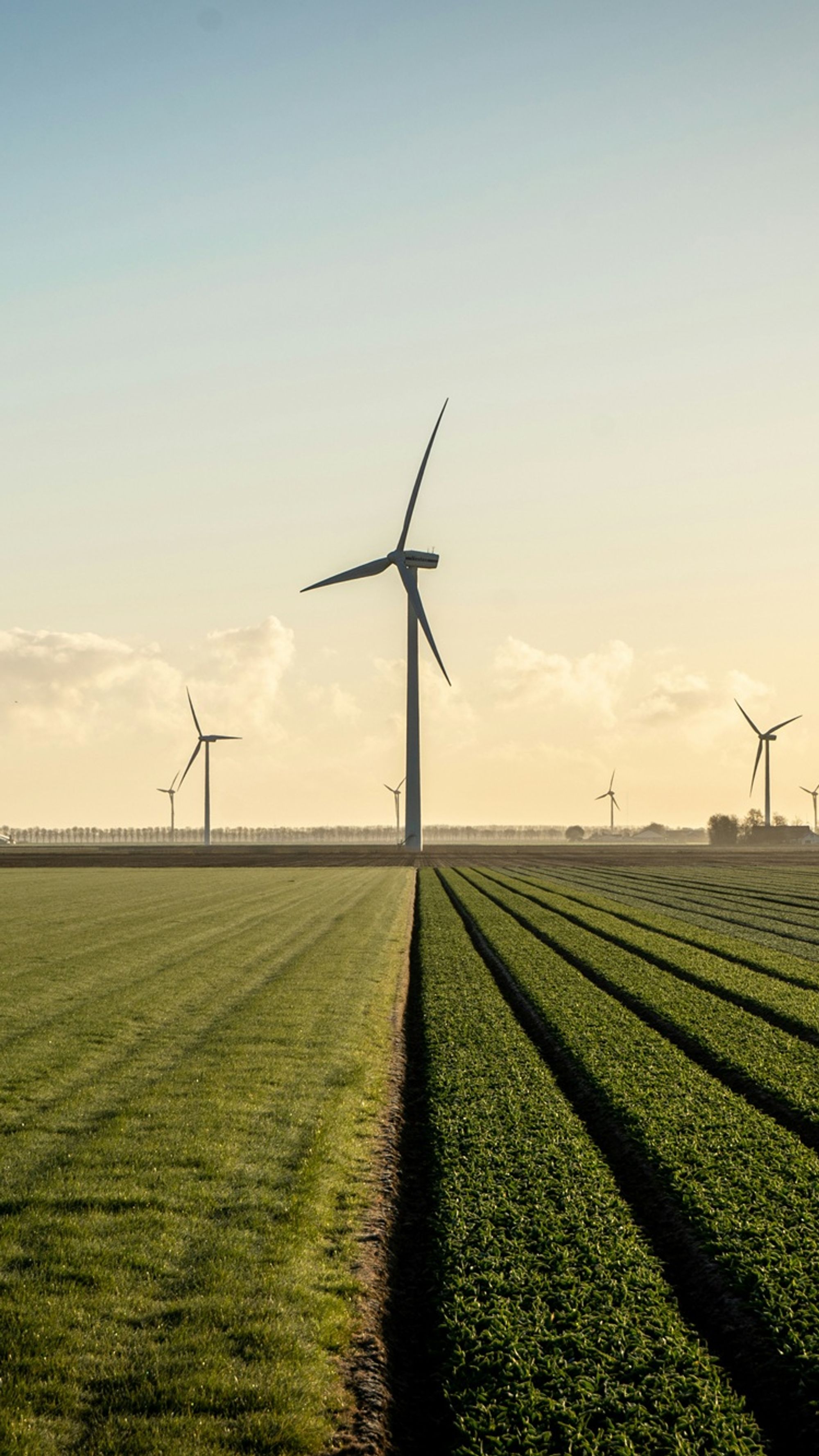 Windmolens in een weiland