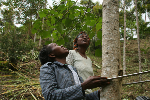 A person measuring a tree trunk.