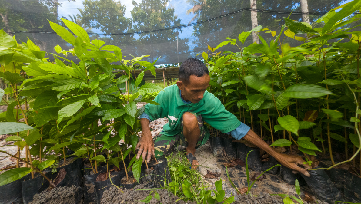 A person kneeling in a row of plants.