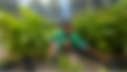 A person kneeling in a row of plants.