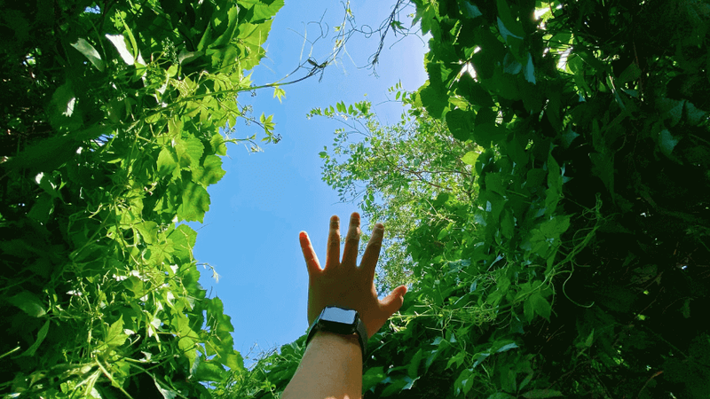 Come stampare una tesi online sempre più sostenibile e green