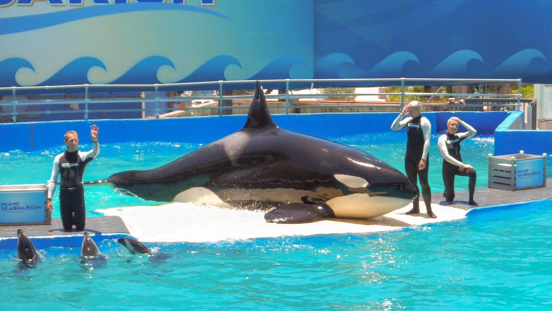 Exploring A Billionaire’s Plan To Rescue A Killer Whale From Captivity ...