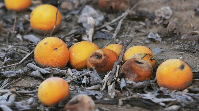 Understanding The Delicate Commodity Market — One Florida Orange At A Time