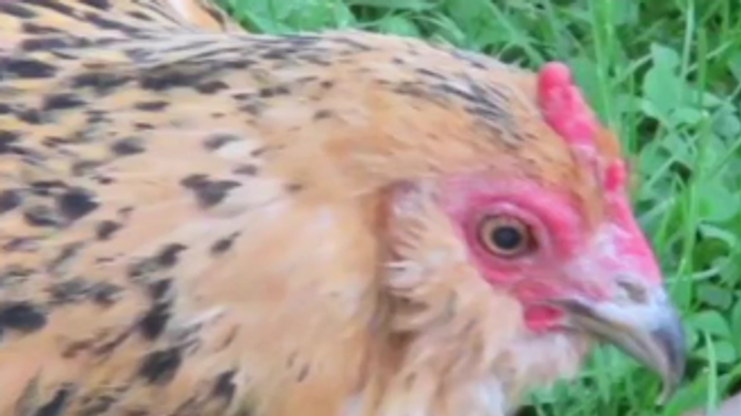 This Abandoned Hatchling Grew Up To Be A Record-Breaking Chicken
