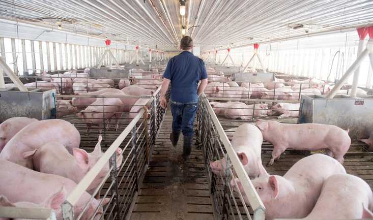 The Pork Industry Is In Chaos — And Farmers Are Paying The Price