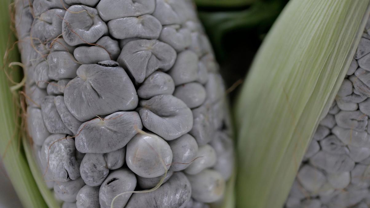 The Story Of Huitlacoche, A ‘Mexican Truffle’ That Sells For $40+ A Pound