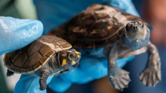 Authorities Just Thwarted A Massive International Turtle Trafficking Operation