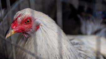 Avian Flu: It’s Not Just For The Birds Anymore