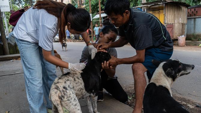 How One Country Achieved A Major Win Against Dog Overpopulation